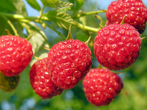 Fresh raspberries